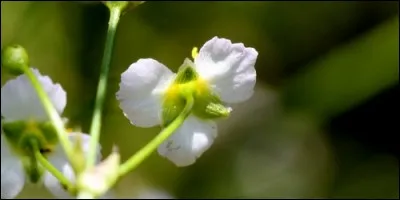 Comment appelle-t-on les fruits des Alismatacées ?