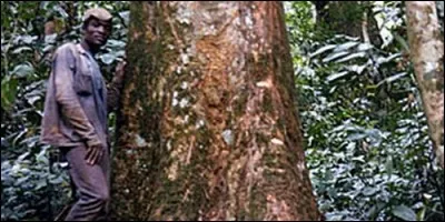 De quelle origine est l'avodiré ?