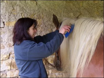 Le pansage sert à nettoyer et masser le cheval.