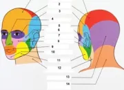 Quiz Astuces CAP esthtique - anatomie applique