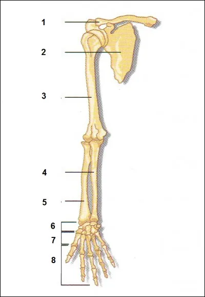 Donnez les os 3 et 5.