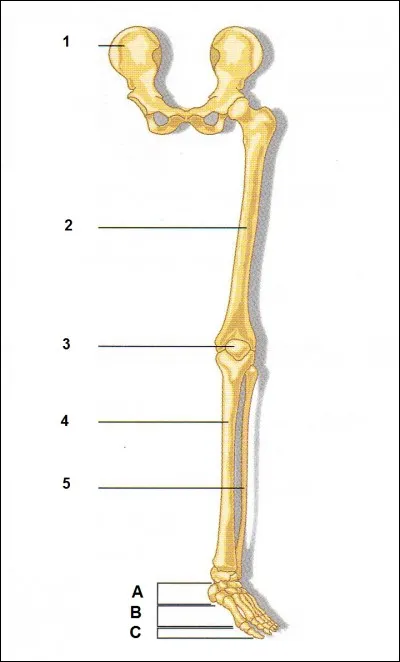 Donnez les os 3 et 4.