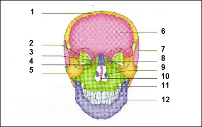 Donnez les os 2 et 8.