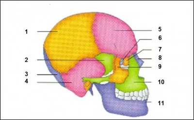 Donnez les os 5 et 11.