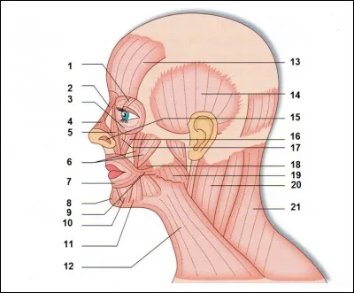 Donnez les muscles 4 et 9.