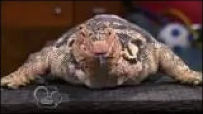 Dans la série "Jessie", comment le lézard de Ravi s'appelle-t-il ?