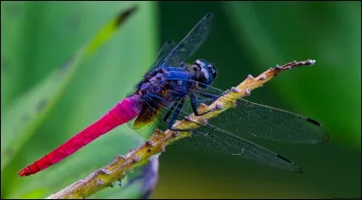 Trouvez le nom du personnage Disney !