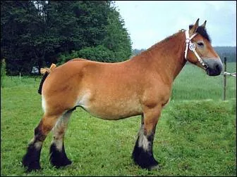 Quelle est cette race de cheval de trait ?