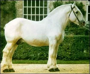 Quelle est cette race de cheval de trait ?