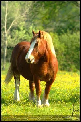 Quelle est cette race de cheval de trait ?