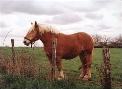 Quelle est cette race de cheval de trait ?