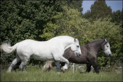 Quelle est cette race de cheval de trait ?