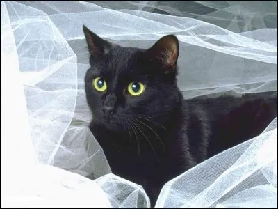 De quelle race est ce chat ?