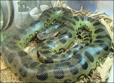 Dans quelle région du monde vivent les anacondas ?