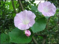 Quel est l'autre nom du volubilis ?