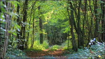 C'est dans cette forêt que fut signé l'armistice de 1918.