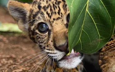 Quiz Animaux