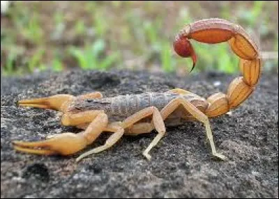 Le scorpion est malade.