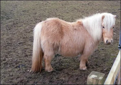 Quelle est la race de ce poney ?