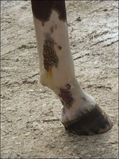 Comment appelle-t-on les zones blanches en bas des jambes du cheval ?