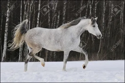 Le trot est une allure à combien de temps ?