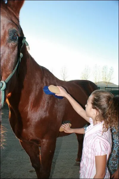 Comment s'appelle la toilette du cheval ?