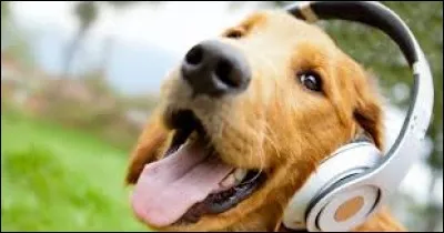 Mon chien préfaire les airs à la mode.
