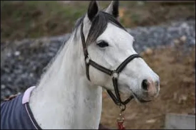 Quelle est la couleur de ce cheval ?