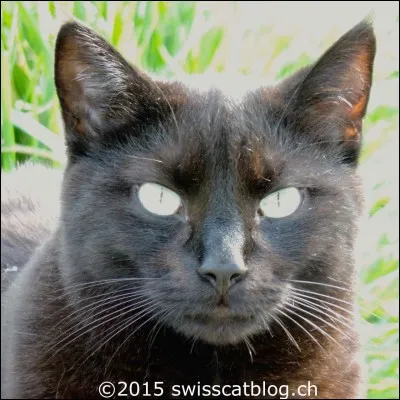 Comment expliquent-elles avoir des pupilles en fentes ?