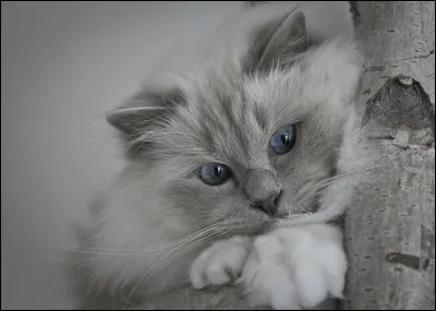 Qu'est-ce qu'un chat polydactyle ?