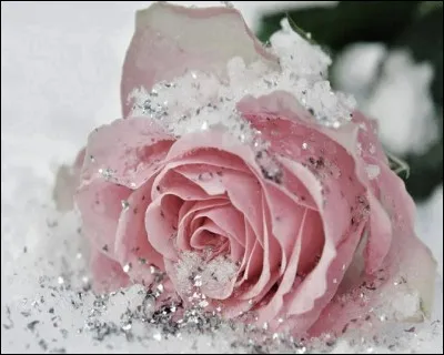 Comment se nomme le film de Woody Allen avec Mia Farrow, Jeff Daniels, réalisé en 1985 ?