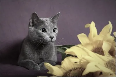 A quelle race ressemble le plus ce chat ?