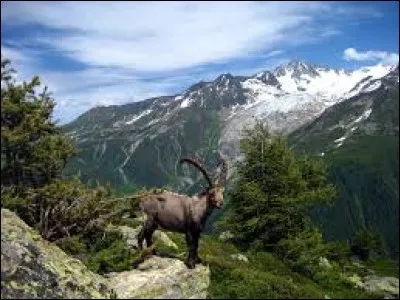 Sur cette photo, nous pouvons observer...