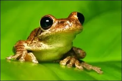 La grenouille est un amphibien qui vit dans les endroits humides.