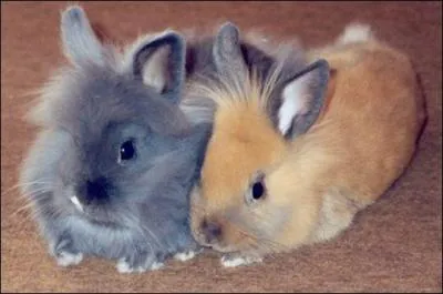 Comment s'appelle cet animal ?