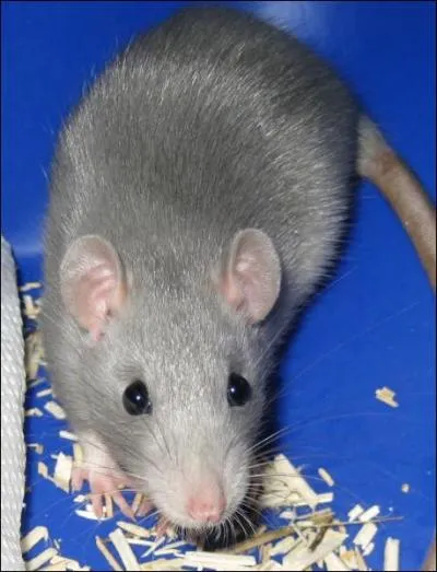 Quel est la couleur de ce rat ?