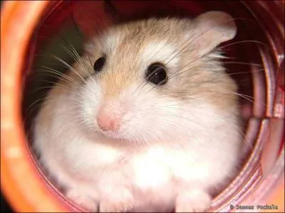 Quel est cette Hamster?