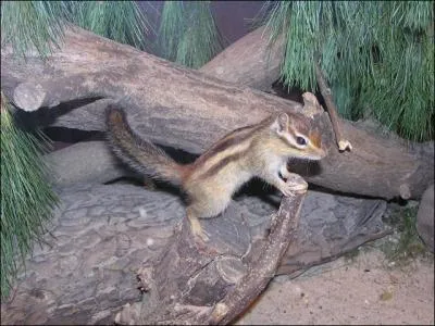 Quel est le poids moyen d'un cureuil de Core male?