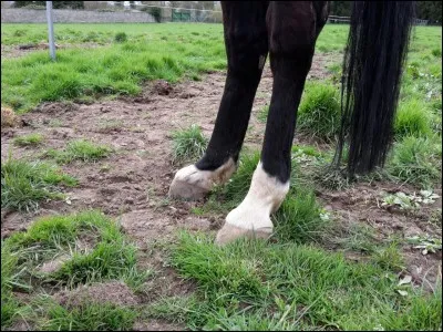 Quelle est cette bosse sur la patte ?