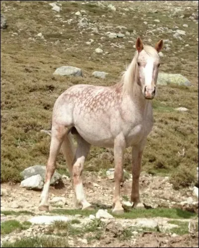 Quelle est la robe de ce cheval ?