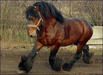 Un cheval de...