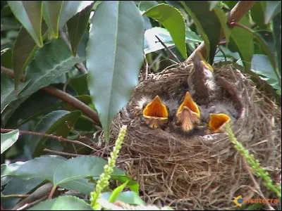 La maison de l'oiseau s'appelle :