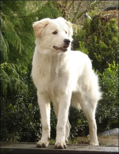 Cet animal est un...