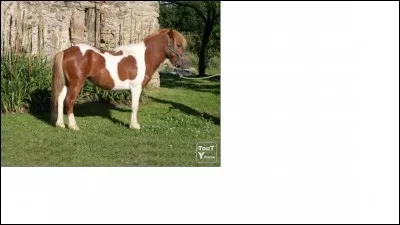 Quelle est la robe de ce cheval ?