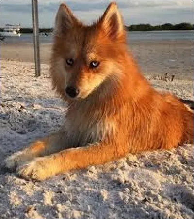 Quel est ce chien ? (Si c'en est un.)