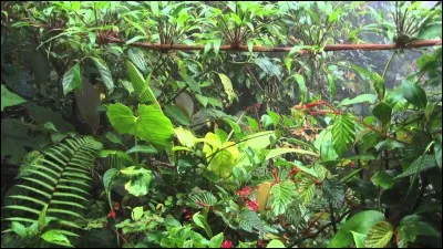 Quels animaux vivent dans la jungle ?