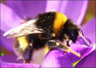 Quel est cet animal ?