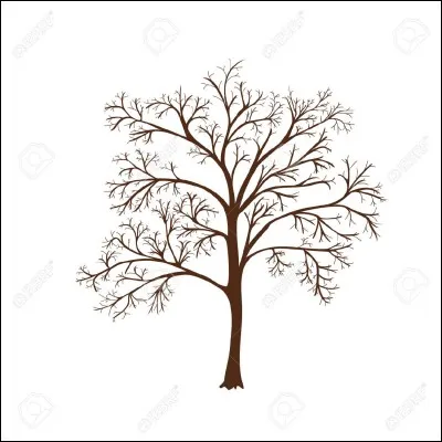 Quelle est la saison où un arbre perd ses feuilles ?