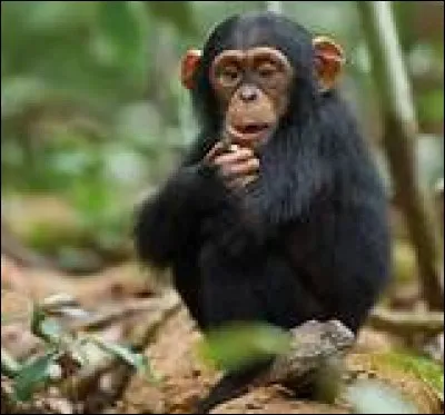 Quel est cet animal ?