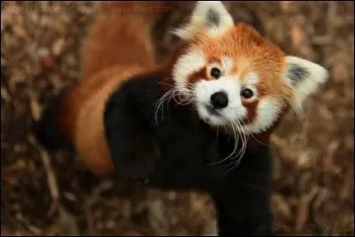 C'est un panda géant. Vrai ou faux ?